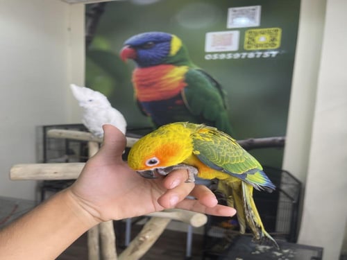 صن كنيور اليف وهدد