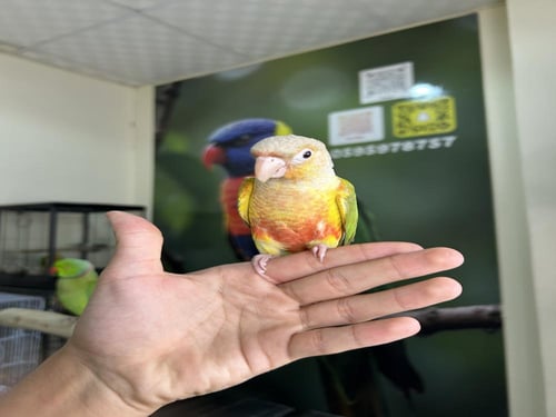 كنيور اناناس اليف وهدد