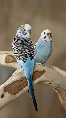 زوج طيور الحب منتج او جاهز للانتاج