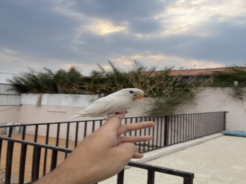 روز أليف وهدد داخلي و خارجي