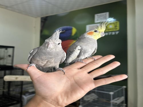 زوج كروان اليف وهدد