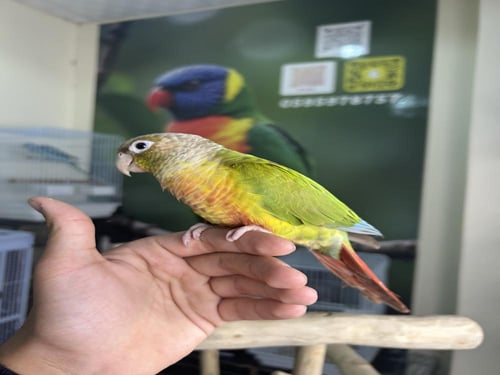 كنيور أناناس اليف وهدد ومتكلم