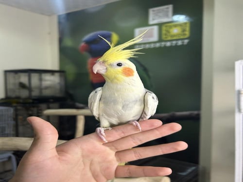 ذكر كروان اليف وهدد ومتكلم