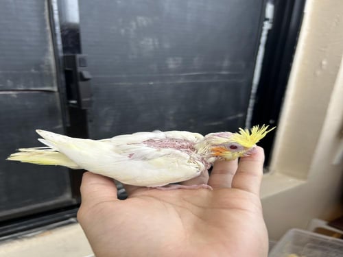 فرخ كروان لاتينو