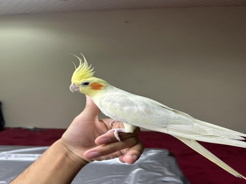 كروان اليف وهدد و متكلم