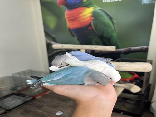 فروخ روز نهايه غر