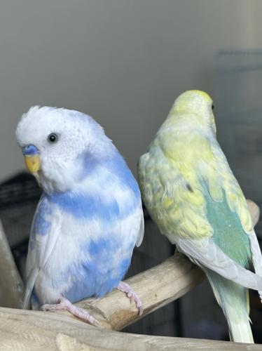 زوج بادجي اليف وهدد