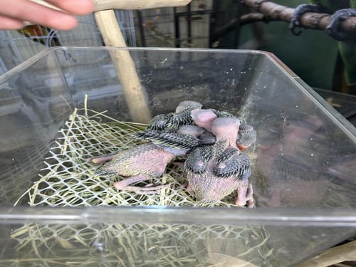 فروخ دره هندي