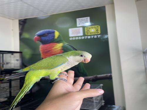 كويكر اخضر اليف وهدد