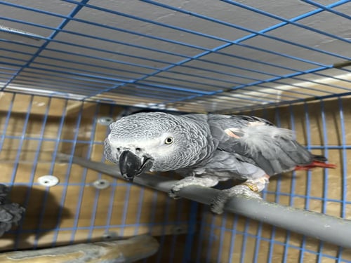 زوج كاسكو اليف ومنتج