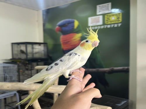 ذكر كروان اليف وهدد ومتكلم