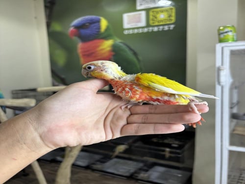 فرخ كنيور صن شيك دبل رد فاكتور