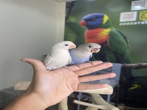 فروخ روز اليفه وهدد