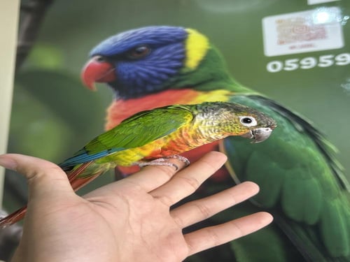 كنيور يلوسايد اليف