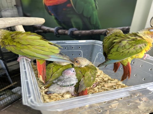 فروخ كنيور منوعه