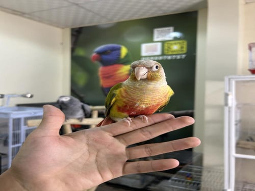 كنيور أناناس اليف وهدد ومتكلم