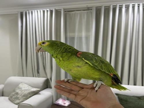 أمازوني دبل هد اليف وهدد ومتكلم