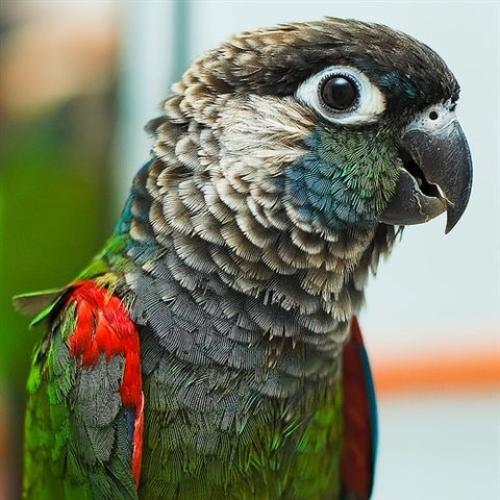 فرخين كنيور بيرلي اليف وهدد (نوادر )