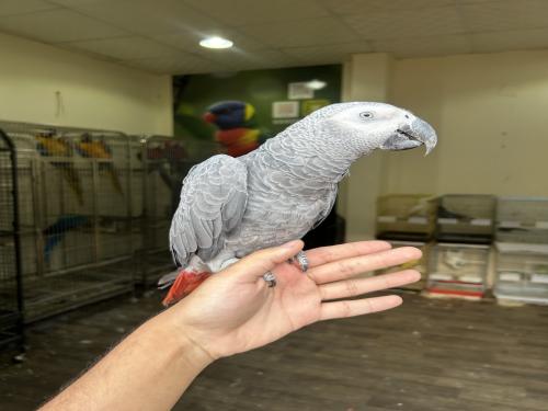 فرخ كاسكو اليف وهدد طفره