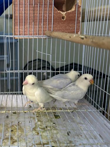 زوج روز اليف و معهم فرخ