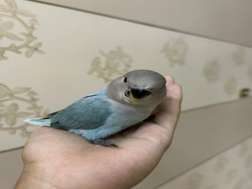 روز اليف وهدد