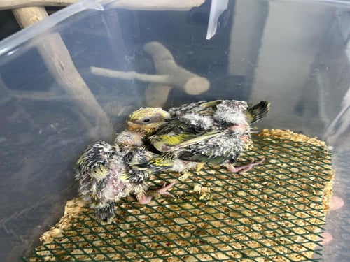 فروخ براكيت (الرد رامب )