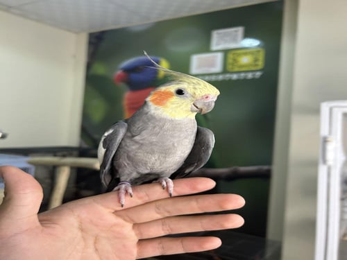 كروان اليف ومغرد