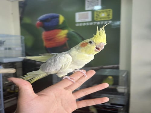 ذكر كروان أليف