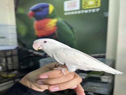 انثى روز اليف وهدد