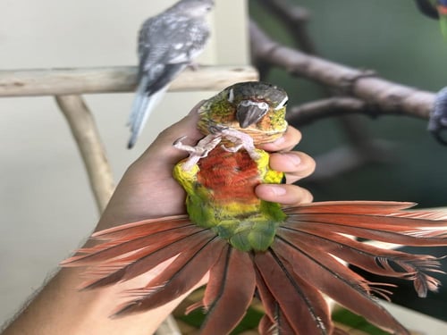 كنيور يلوسايد اليف