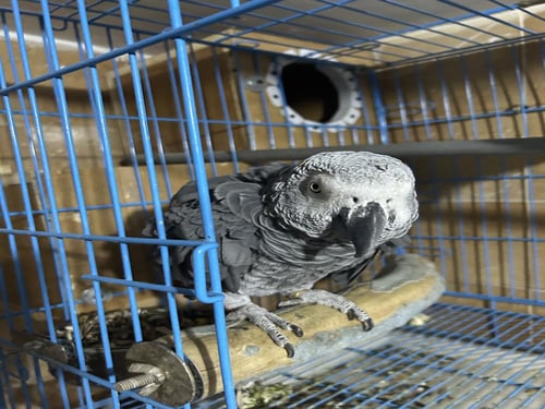 زوج كاسكو اليف ومنتج