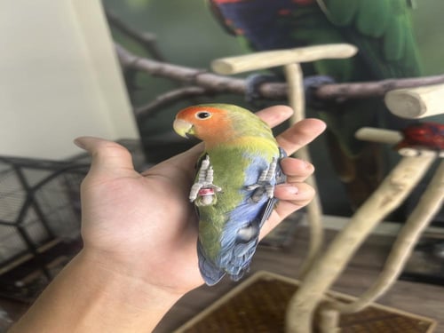 روز اليف (هاف سلايد ) نوادر