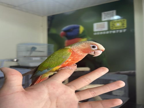 كنيور أناناس دبل رد فاكتور اليف وهدد