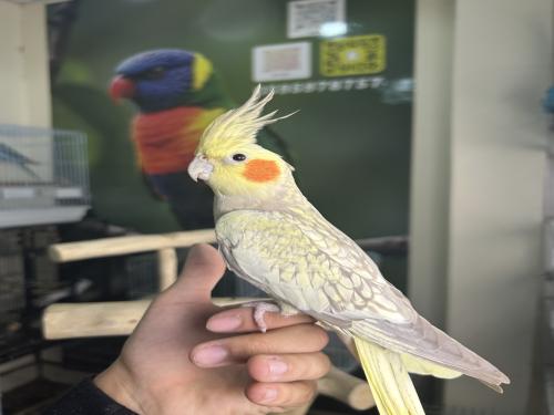 انثى كروان أليف