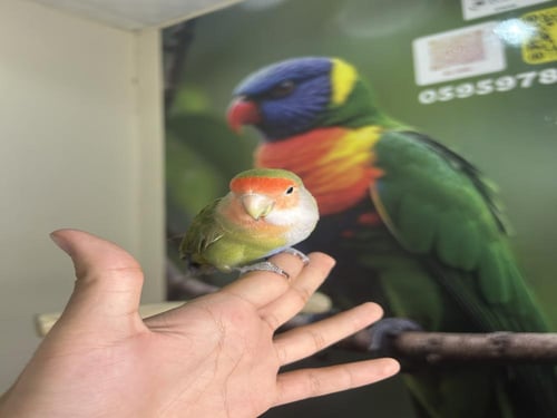 روز اليف وهدد (هاف سلايد ) نوادر