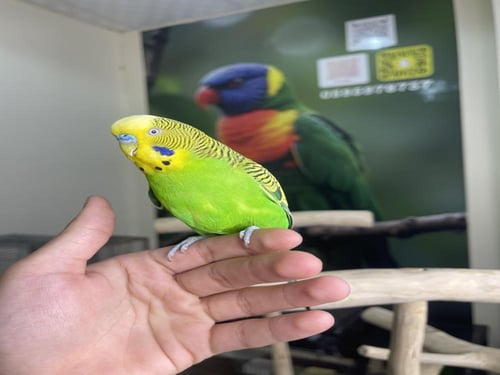 ذكر هولندي بادجي اليف