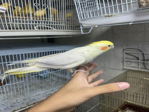 كروان لاتينو اليف