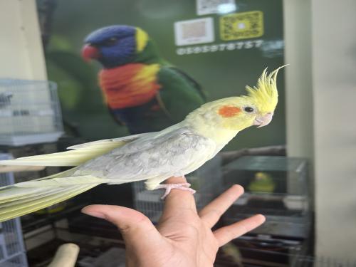 ذكر كروان أليف