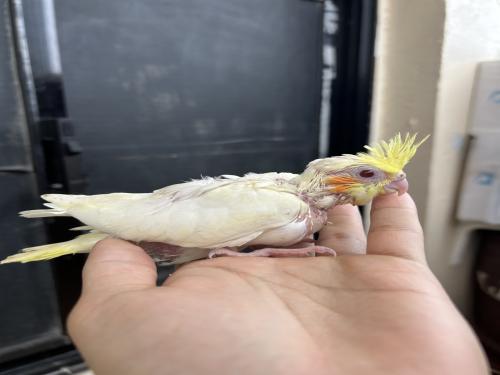 فرخ كروان لاتينو