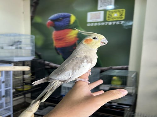 انثى كروان أليف