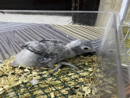 فرخ كاسكو غر