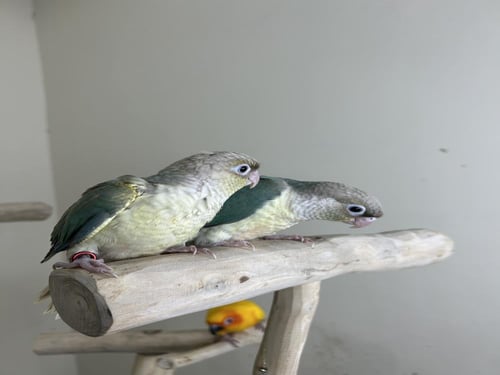 كنيور اليف وهدد نهاية غر