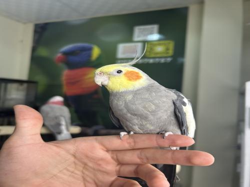 كروان اليف وهدد ومتكلم