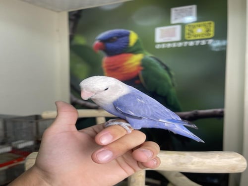 روز اليف وهدد