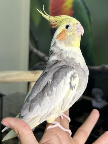 كروان أليف وهدد ومتكلم