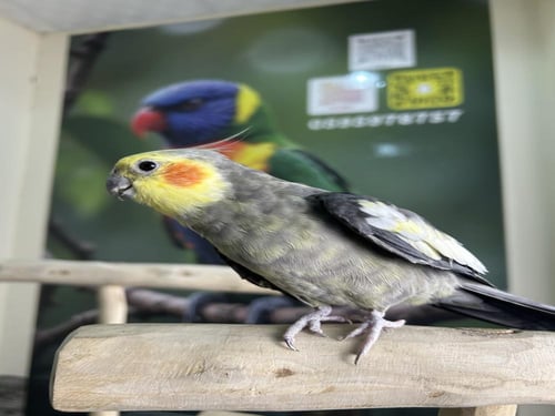 ذكر كراون اليف ومتكلم