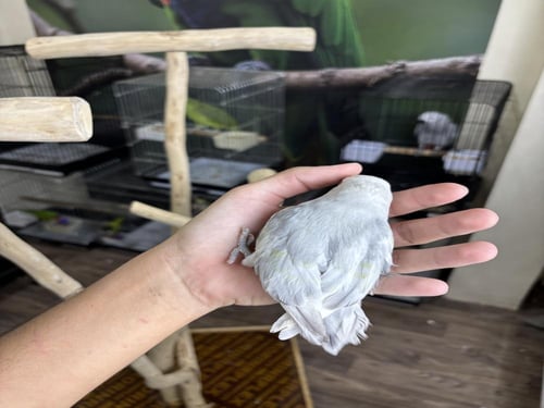 روز اليف وهدد