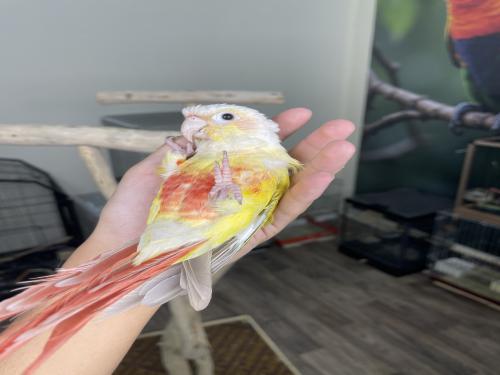 كنيور صن شيك اليف