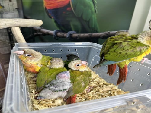 فروخ كنيور منوعه