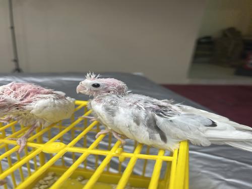 فرخ كروان هولندي